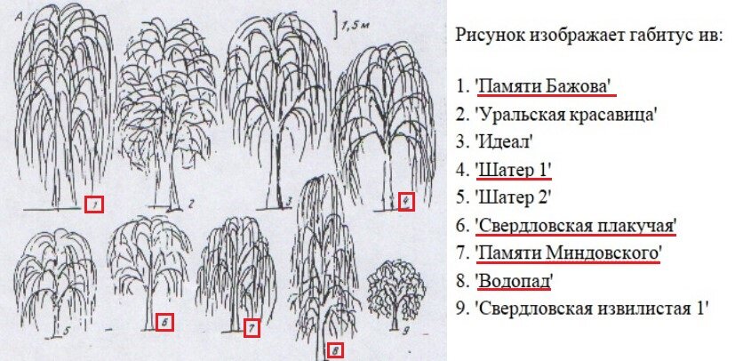 Плакучая ива рисунок