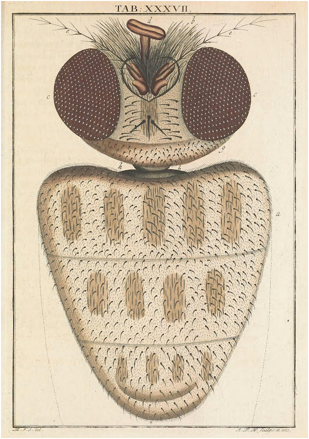 Голова мухи (Том 3).