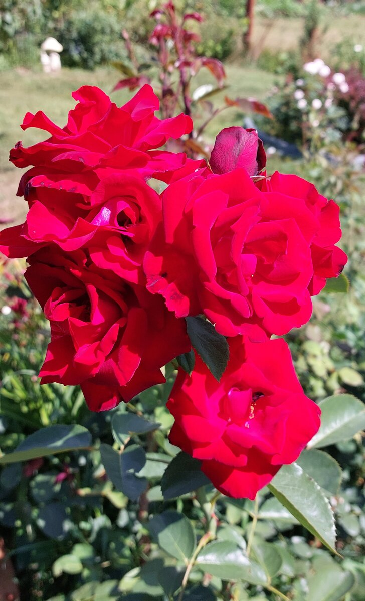 Сантана. Шраб. (Урожденная плетистая, клаймбер)