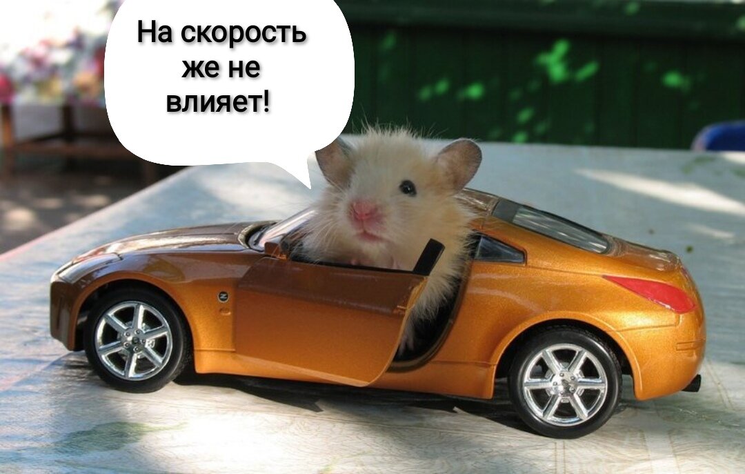 Папа брось хомяка устройся уже на завод. Биржевой хомяк