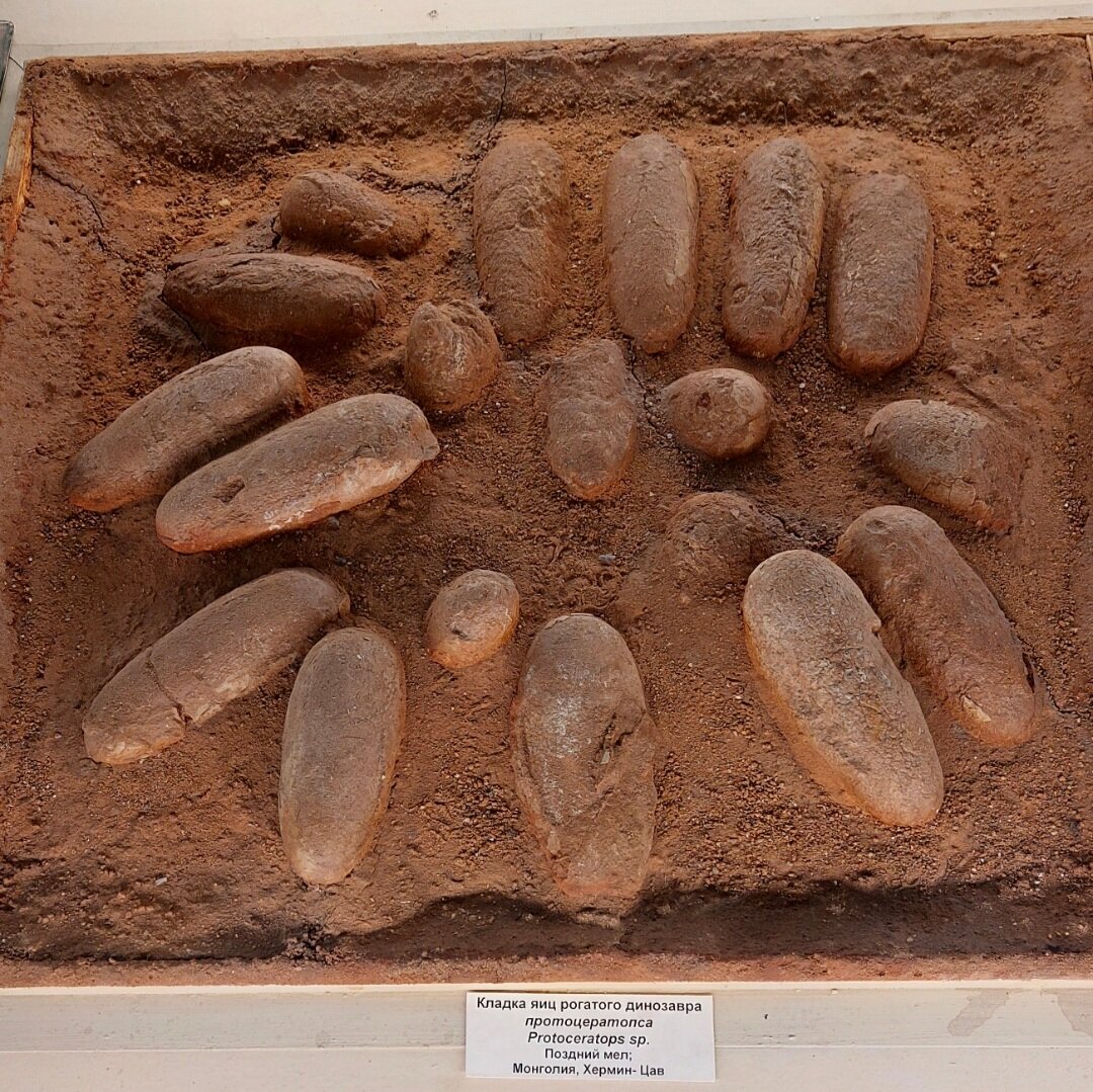 Кладка яиц рогатого динозавра