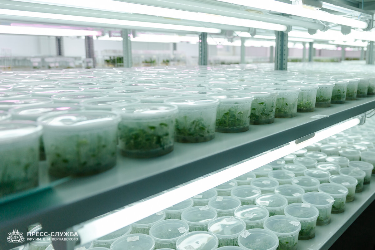 Фото: Ксения Гасица, пресс-служба Крымского федерального университета