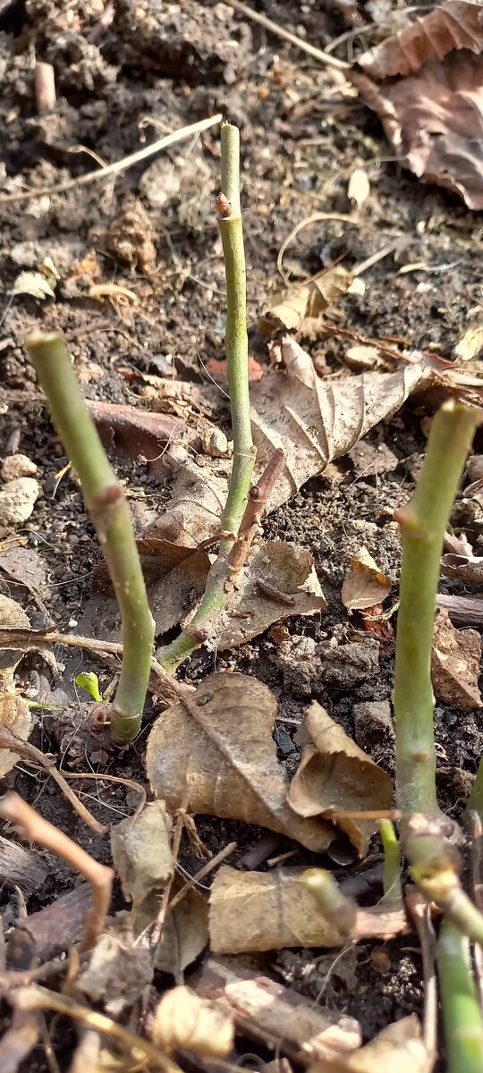 Роза "кордана"