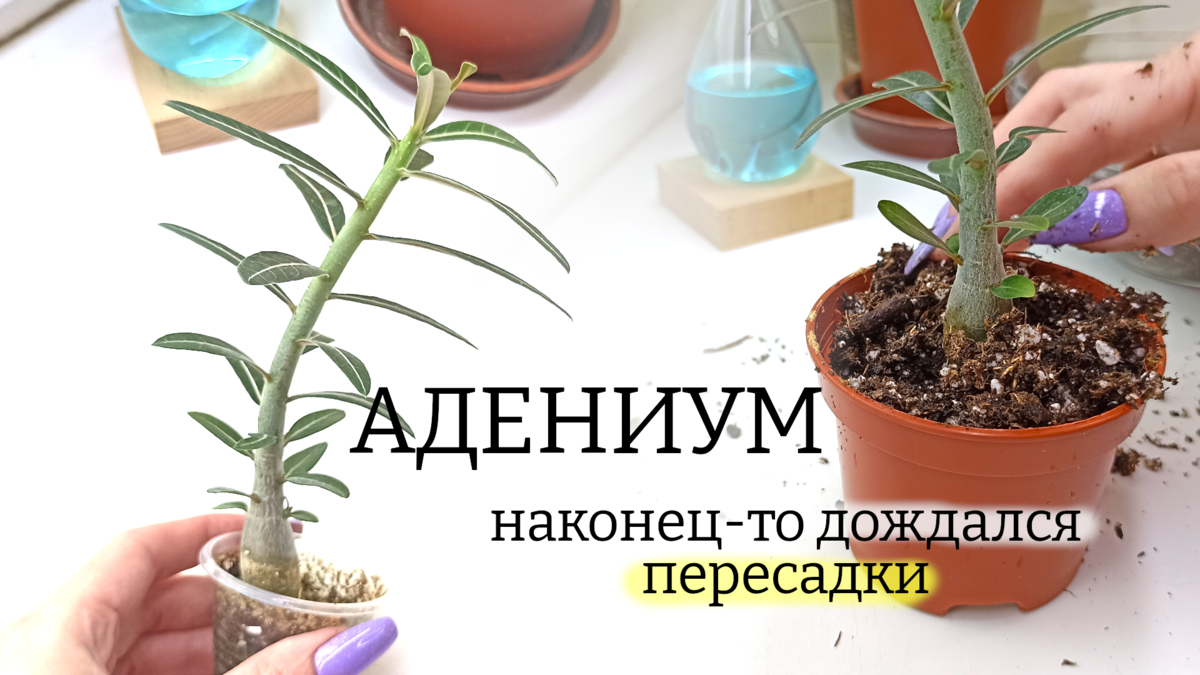 Грунт для адениума