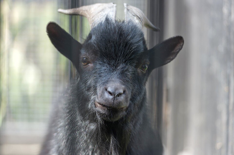 Контактный зоопарк в челябинске