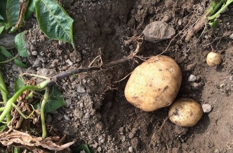 Собрали урожай "второго хлеба", а клубни покрыты непонятными пятнами, наростами и язвочками? Поможем определить, что случилось с картофелем и как предотвратить заболевания в будущем.Чем болеет картофель: определяем по урожаю
