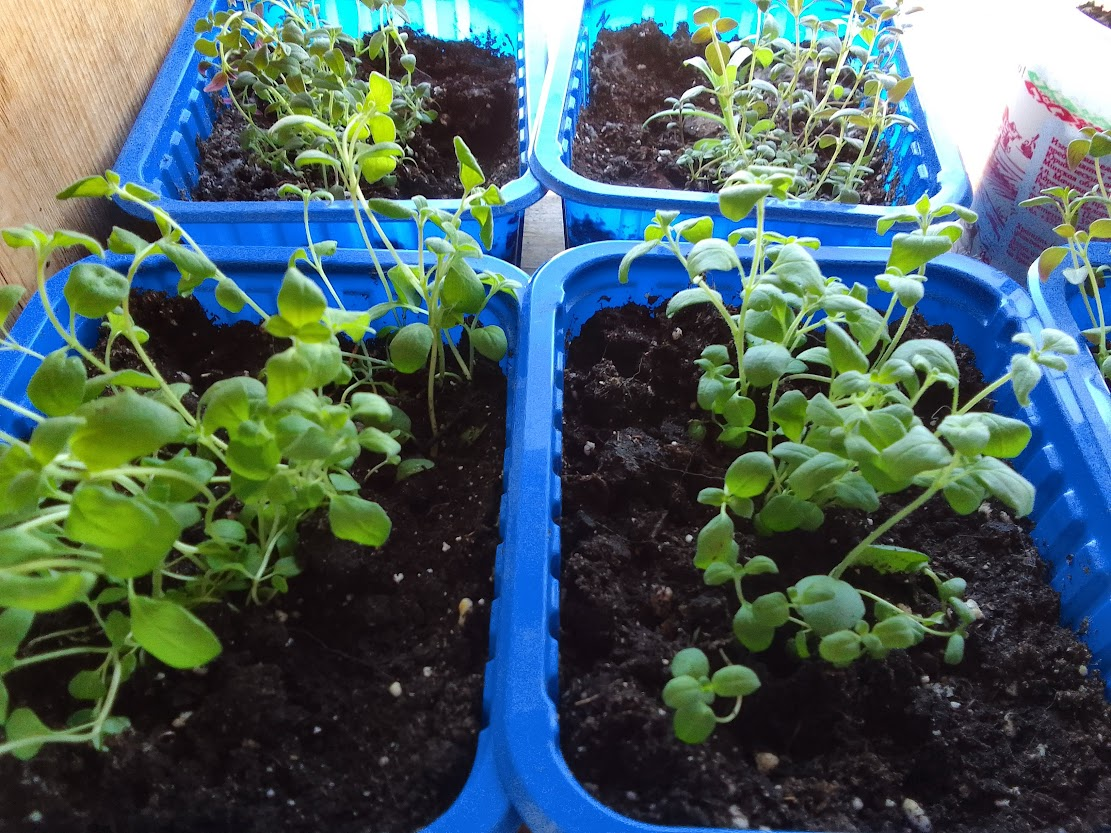 Впереди майоран, сзади тимьян