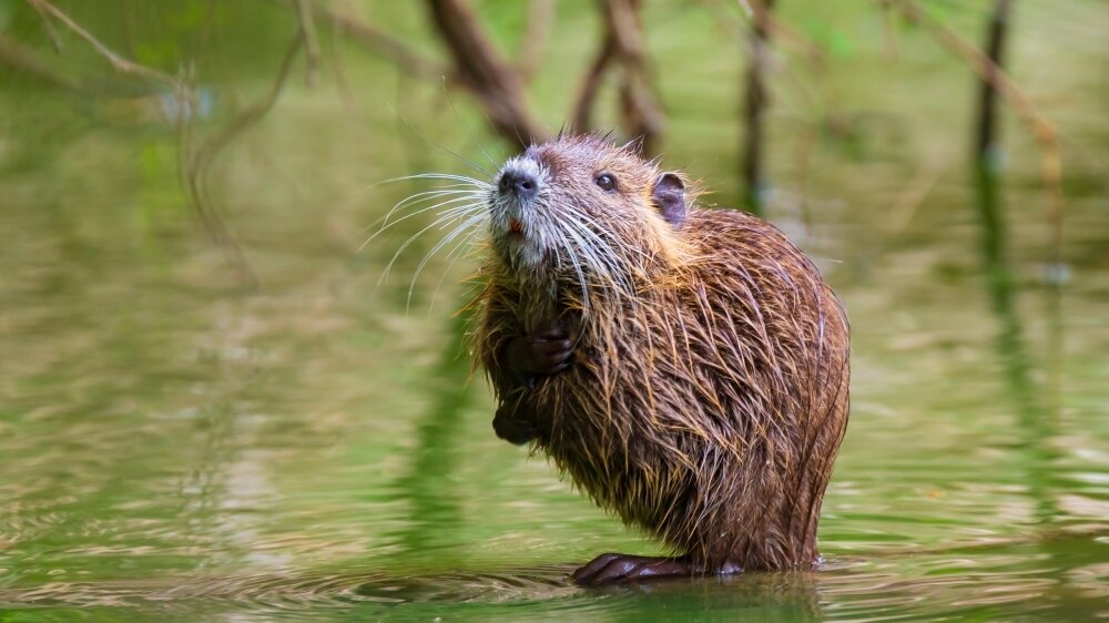    Фото: Shutterstock, Ондатра
