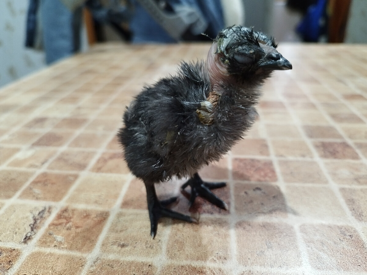 Со вторым глазом всё хорошо. 