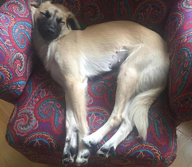 Уникальная порода