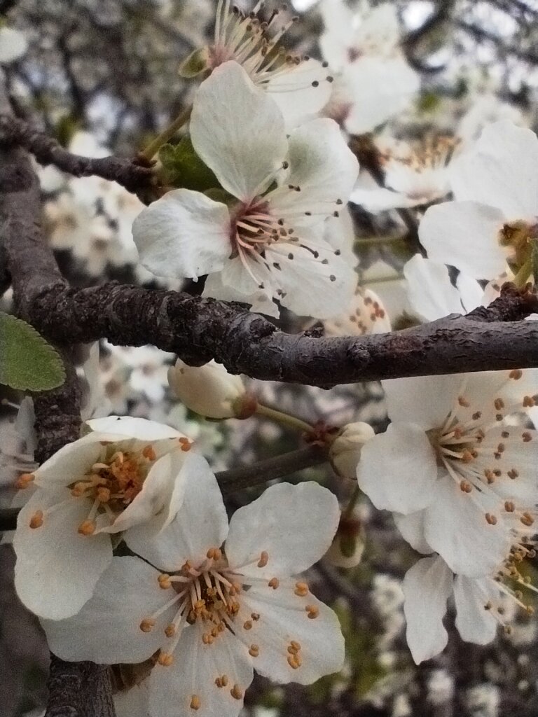 Вишня цветёт. Фото автора канала