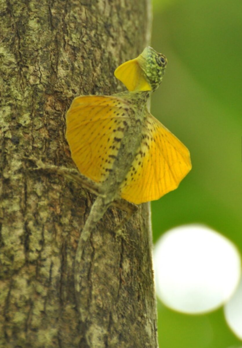 Draco volans. Фото Julien NKS (flickr.com)