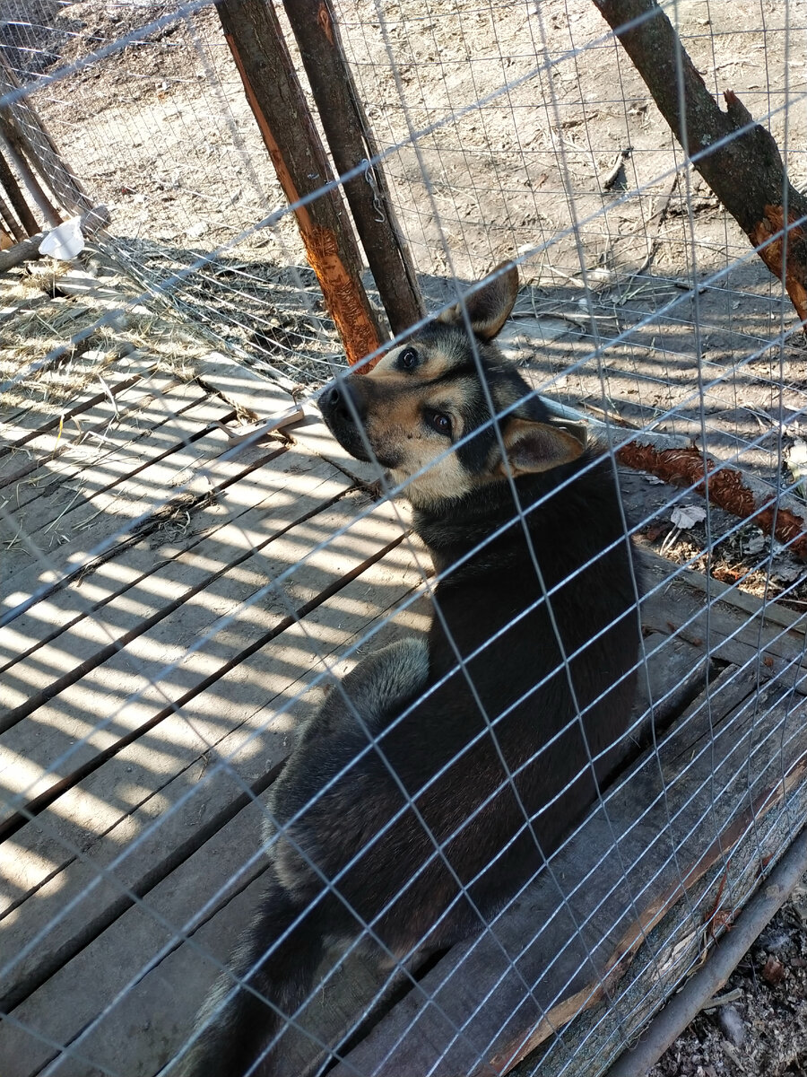 Акитка