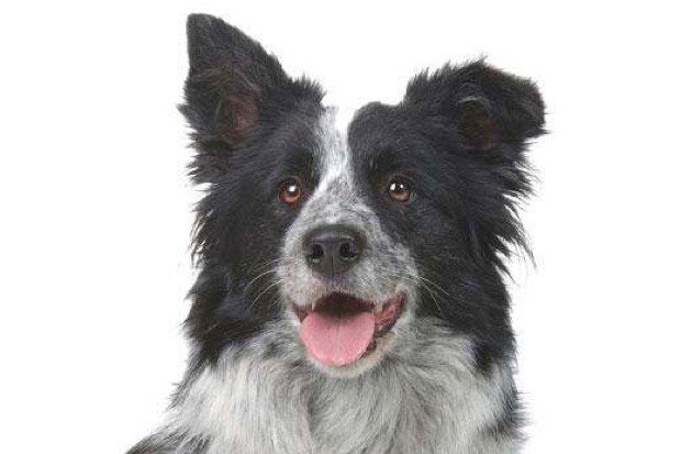 Бордер-колли © iStock