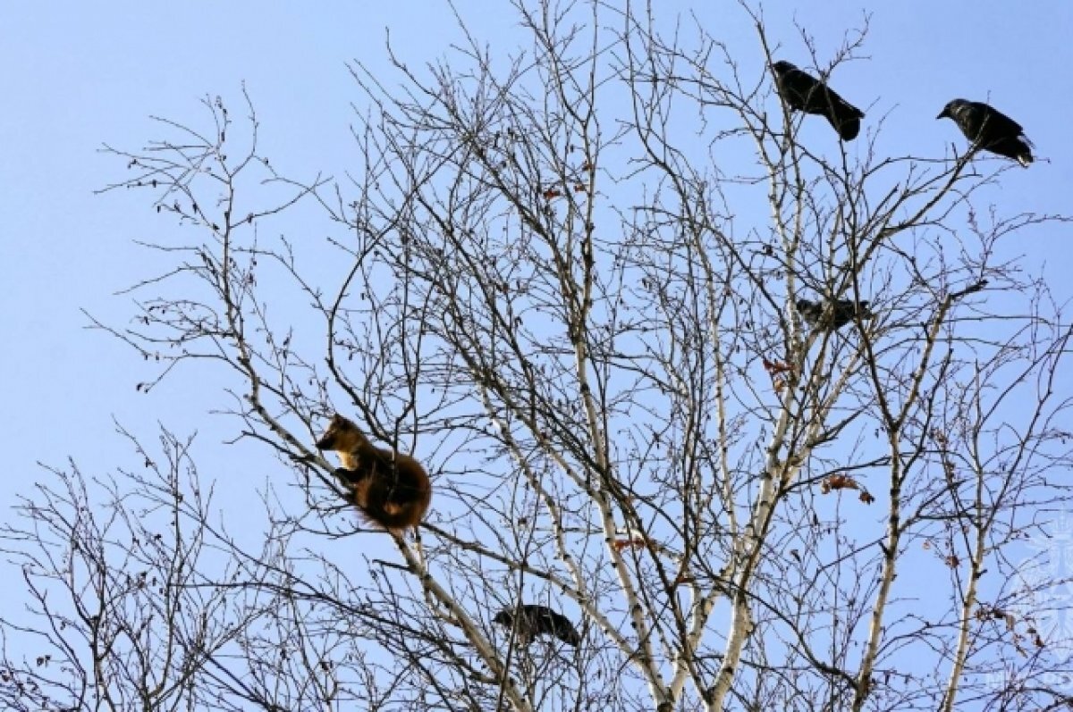    Вороны напали на куницу, Тюмень, улица Орджоникидзе