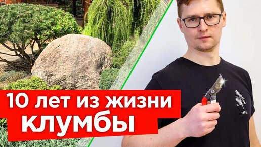 Идеальная хвойная композиция в саду! Как менялась клумба из хвойных в течение 10 лет (реальные фото) 🌲