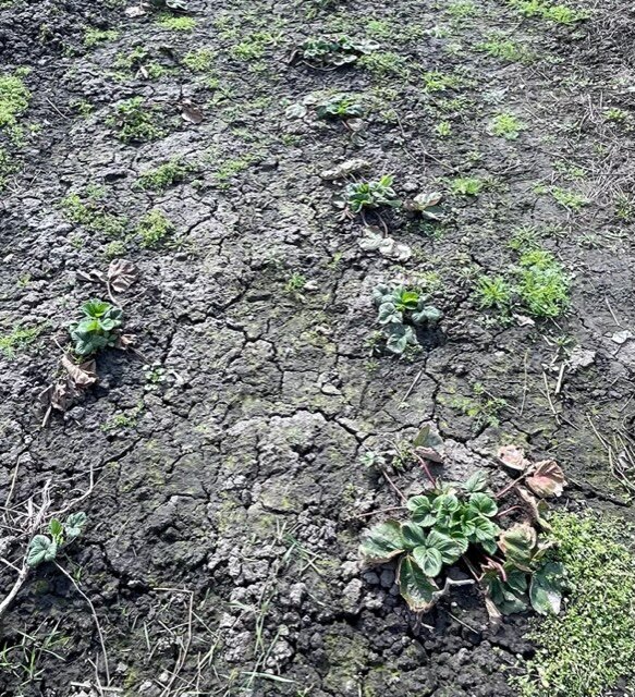 КУСТЫ ОСЕННЕЙ ПОСАДКИ