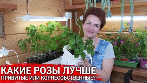 КАКИЕ РОЗЫ ЛУЧШЕ - привитые или корнесобственные