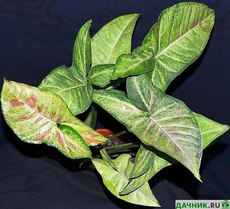 Сингониум — идеальное растение для людей рожденных под знаком Девы