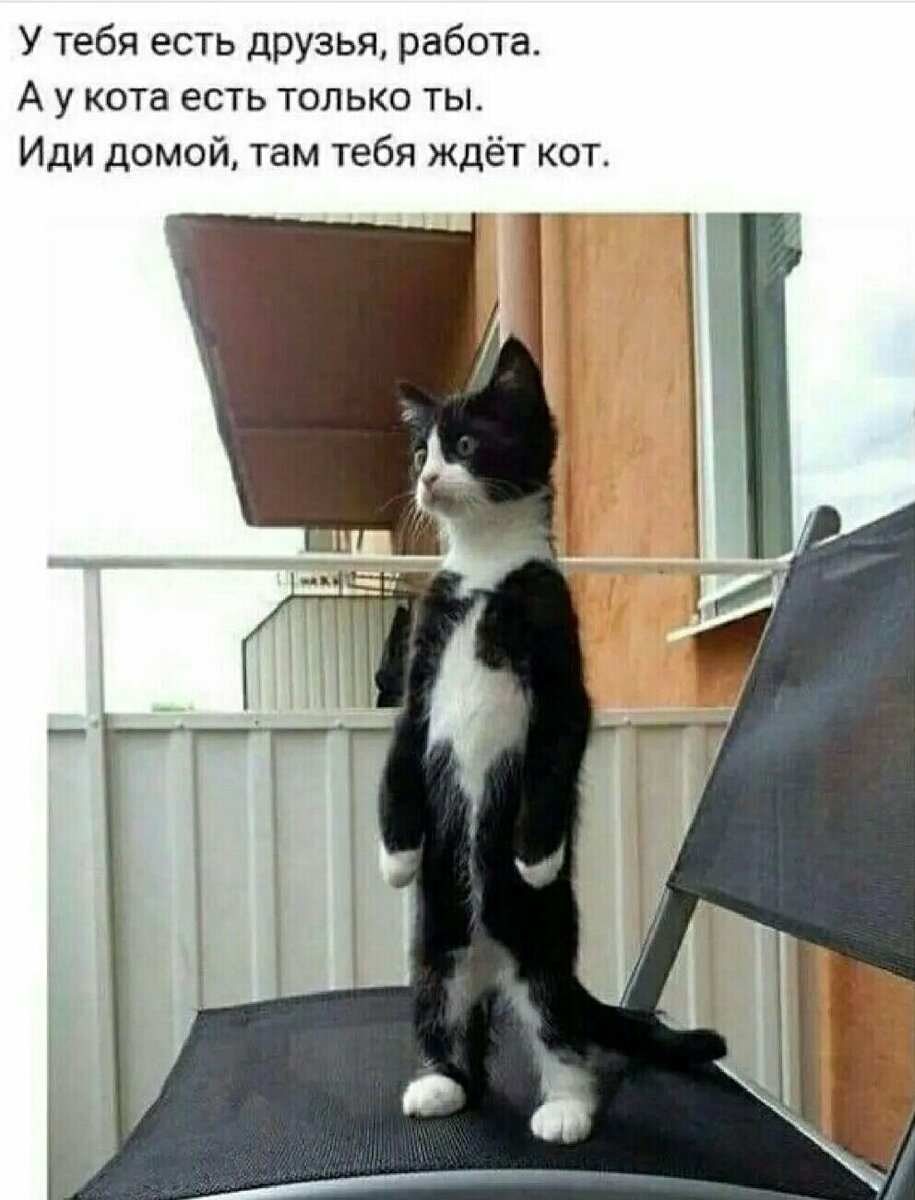 🐾 Без кота не смешно | Я — Кот! | Дзен