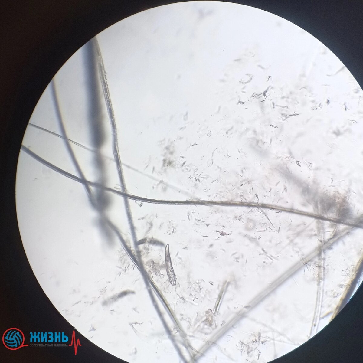 Демодекоз, подкожный клещ у собаки.