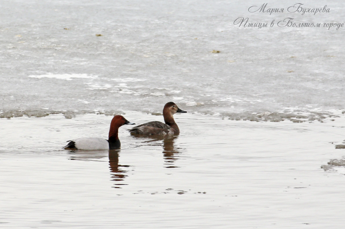 Самец и самка