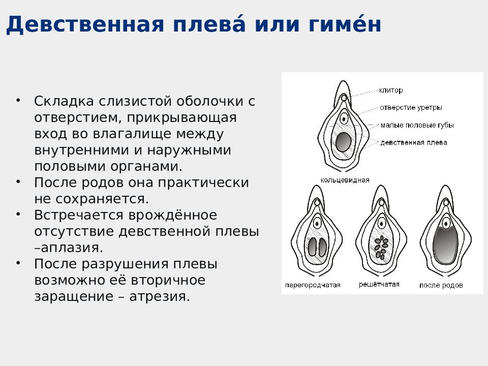 Что такое девственная плева?