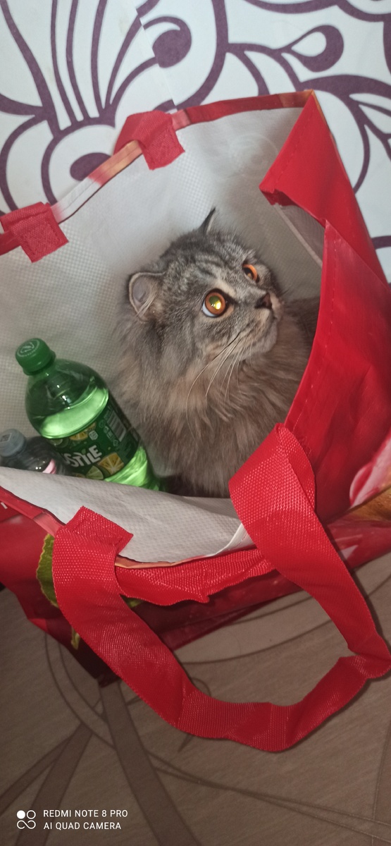 Это мой котик собрался ехать с нами. 