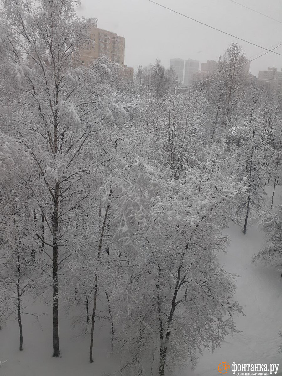 Декабре выпадет снег. Снег. Снегопад в Питере. Зимний день в городе. Снег сугробы.