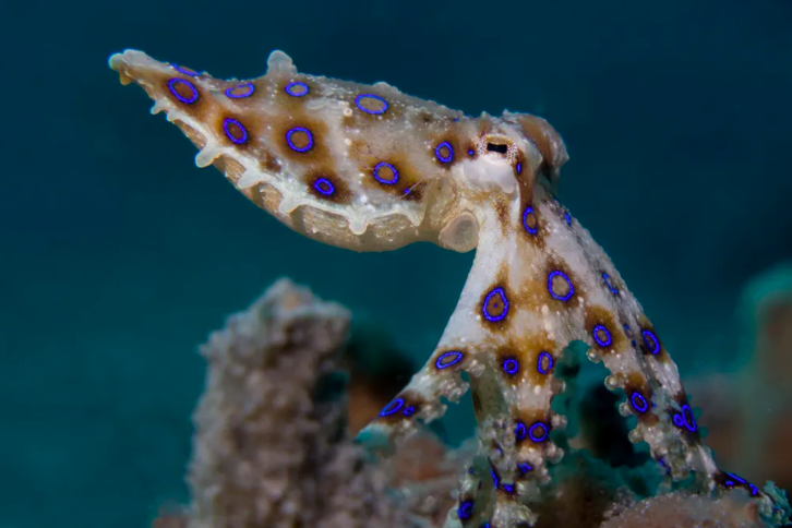     Самый ядовитый осьминог в мире укусил женщину несколько раз, и она выжила
