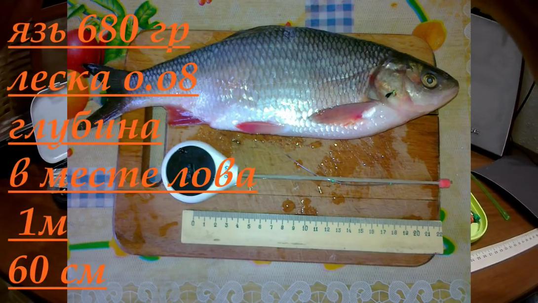 Язь на тонкую леску,под берегом.