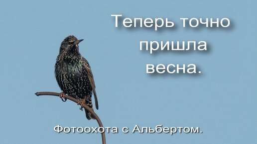 Фотоохота с Альбертом. Теперь точно пришла весна.