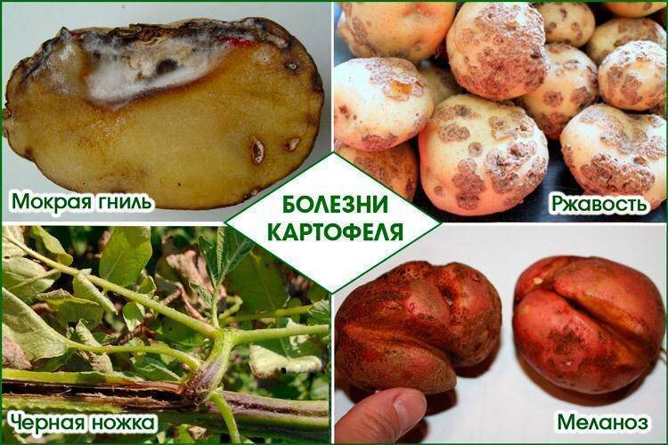 Заболевание картофеля фото клубней Научный подход к выращиванию картофеля. Получаем большой и качественный урожай М