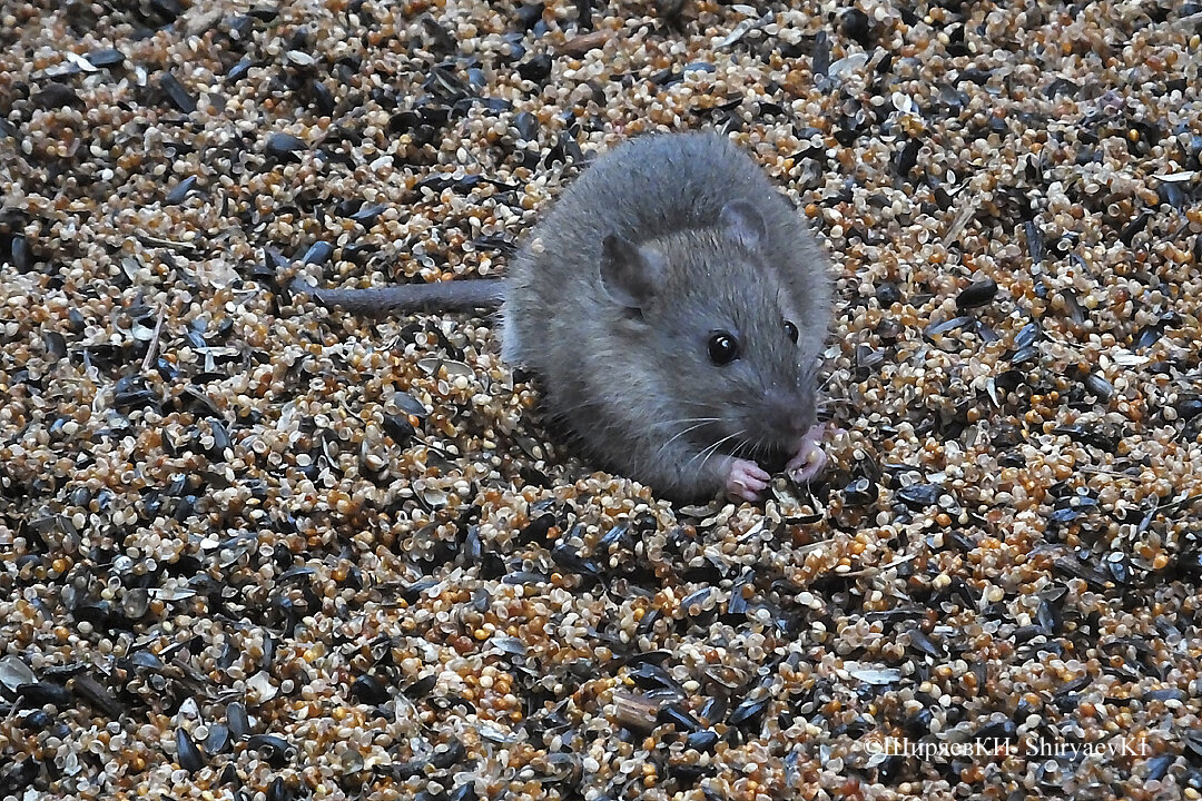 СЕРАЯ  КРЫСА