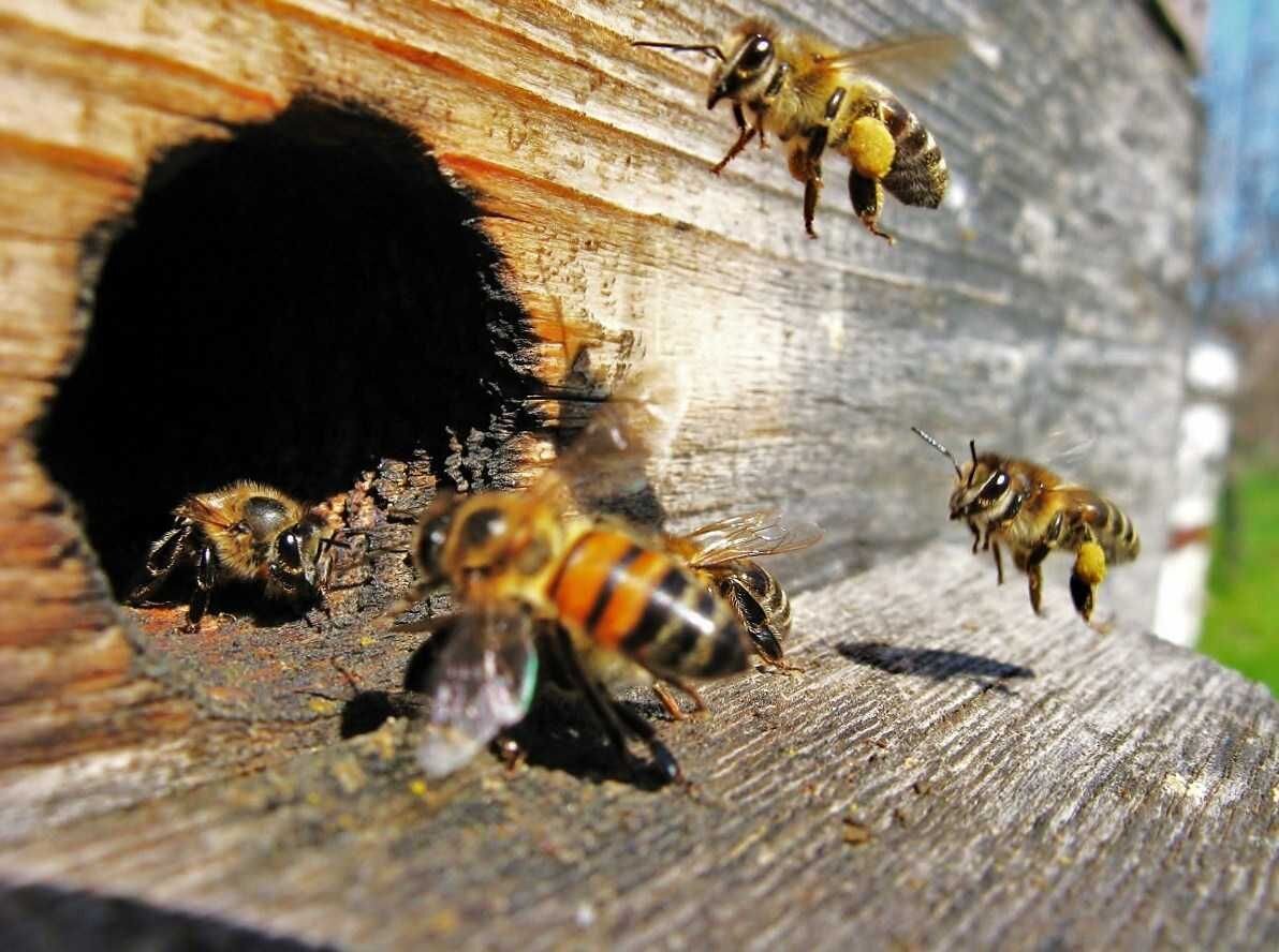 Пчелы тянут. Пчелы в улье. Медоносная пчела улей. Шмелиный Рой. Домашние пчелы.