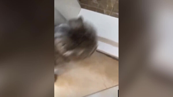 Кадры из видео © Telegram / kureelka