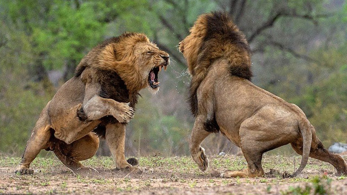 тигр в дикой природе. битва львов за прайд самцов. схватка двух. тигры дерутся. львы дерутся.