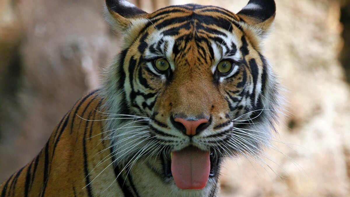     За истекший период 2023 года членами оперативной группы по урегулированию конфликтных ситуаций между человеком и дикими животными на территории края по обращениям граждан произведено 174 выезда на конфликтные ситуации с дикими животными, из которых 158 — достоверно подтверждены.