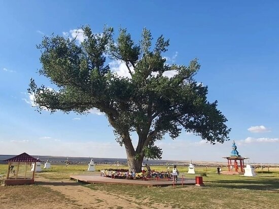     фото: со страницы в соцсетях баатара убушаева