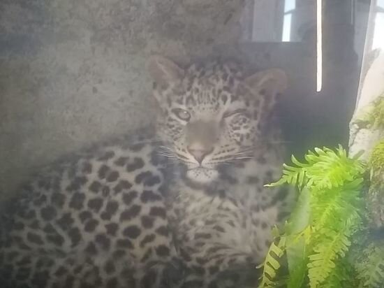     Скриншот видео leopardcenter