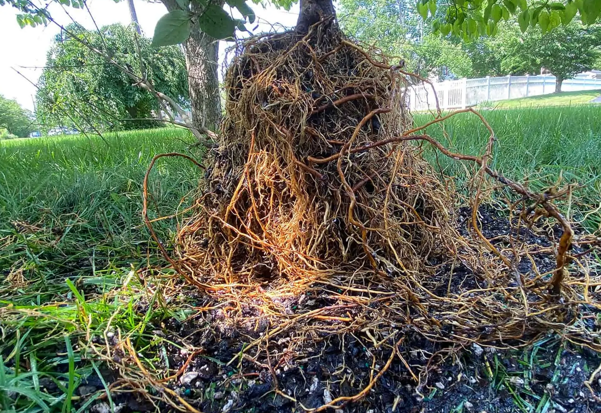 Корневище туи. Дерево с корнями наружу. Корень туи древесина.