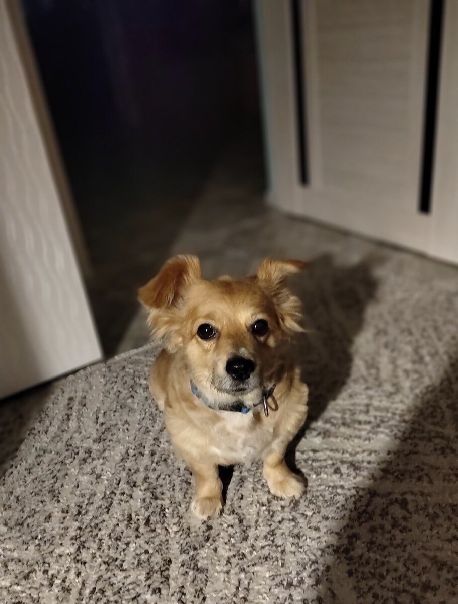 Жужа, который почти 9 лет живет со мной и поражает своей преданностью.