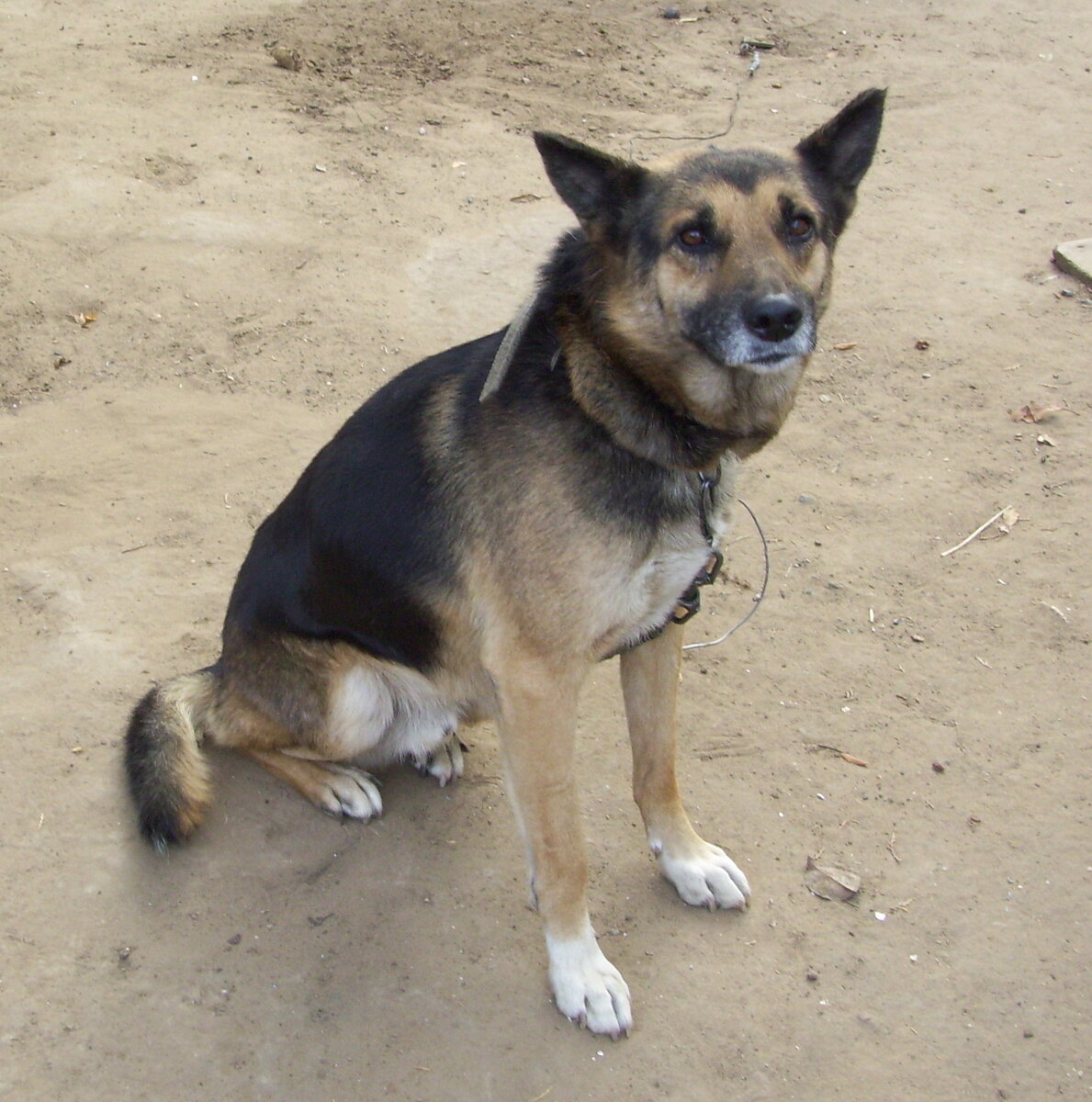 Беркут. Наш умный, добрый, ласковый пёс. Был...