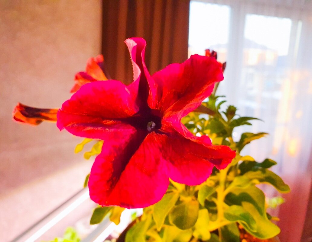 Каждое утро любуюсь новым распустившимся цветком