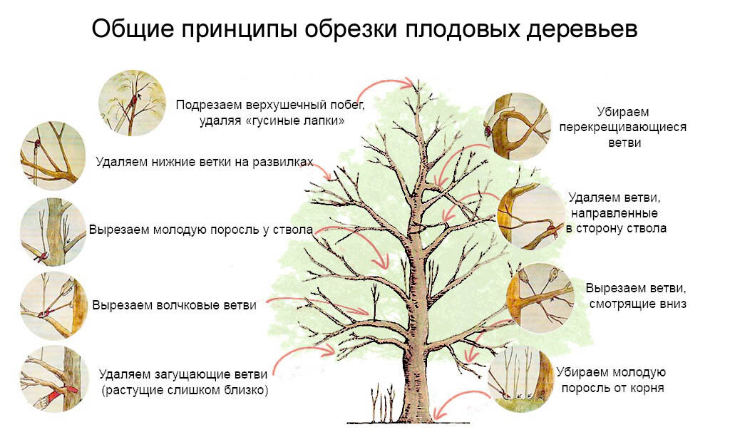 Как правильно обрезать яблоню осенью схема подрезки