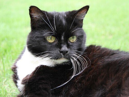 Дрессировка кошек? Нет, скорее кошка тренирует нас… На этой фотографии кошке 18 лет — фото из открытого источника.