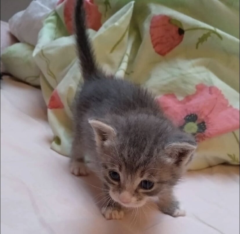 Вот такой Котя был