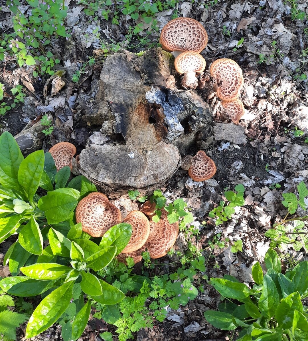 Трутовик чегуйчатый