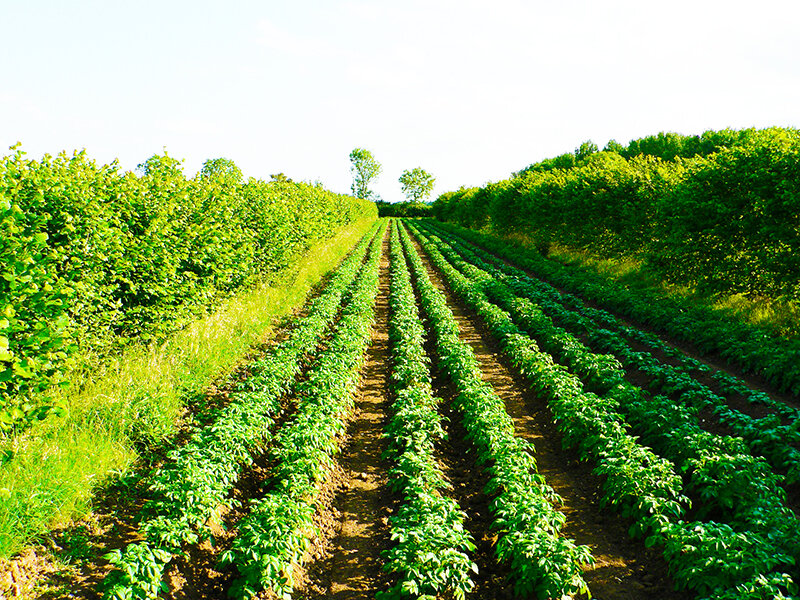 агролесоводство