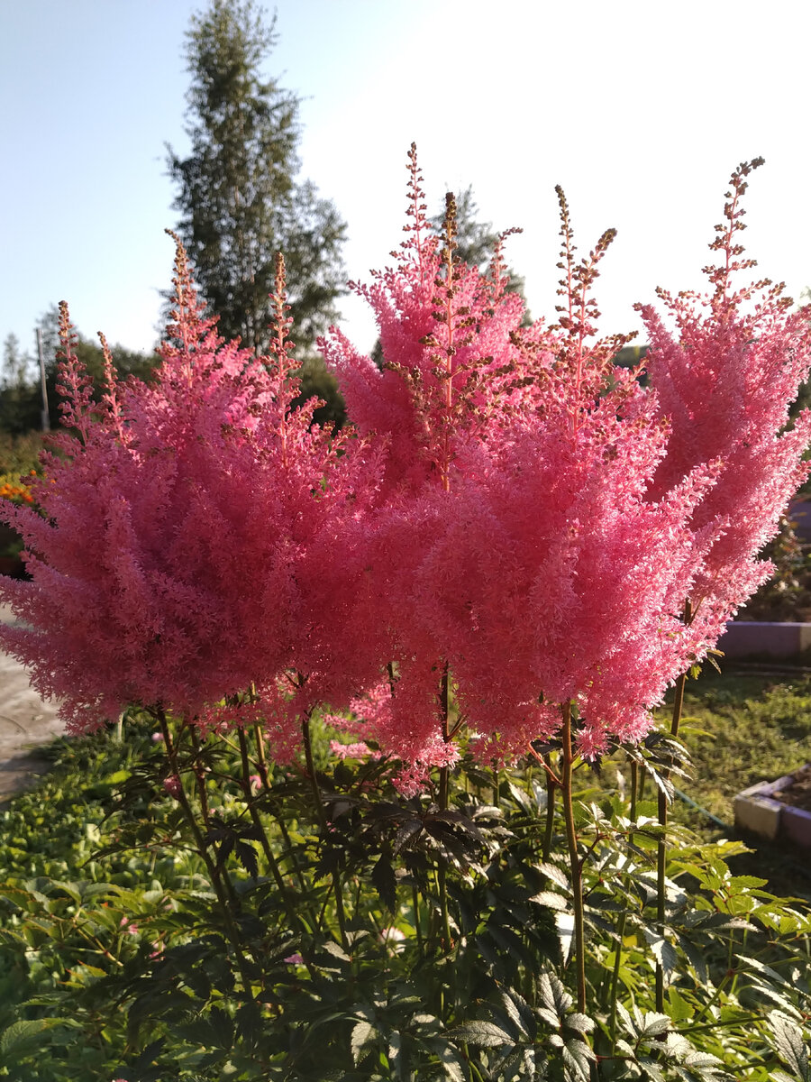 Астильба elizabeth van veen. Астильба бургундия розовая. Цветы с метелками фото. Цветы с метелками фото. Астильба японская монтгомери.